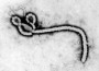 Ebola Virus