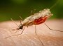 New Malaria Drug