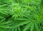 Cannabis plant