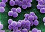 Antibiotic Resistance