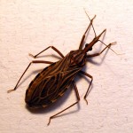 Chagas Disease