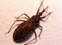 Chagas Disease
