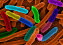 E. Coli Outbreak