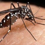 Dengue Fever Can Be Stopped By Genetically-modified Mosquitoes   