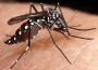 Genetically-modified Mosquitoes Can Stop Dengue Fever