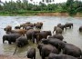 Elephant Survey Conducted by Sri Lanka Officials