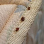 Bed Bug Pesticides Makes More People ill