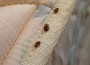 Bed Bug Pesticides Makes More People ill