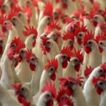 UN: Newest bird flu strain Non-Hazardous to Humans