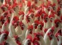 UN: Newest bird flu strain Non-Hazardous to Humans