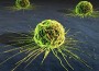Cancer-fighting Virus Found to Kill Cancerous Tumors