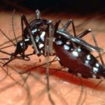 Dengue fever Infects Pakistan 