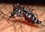 Dengue fever Infects Pakistan