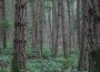 Surviving in the Woods for Years: Son and Father Tells How