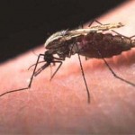 WHO: Malaria deaths will be Eliminated by 2015