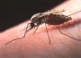 WHO: Malaria will be Eliminated by 2015