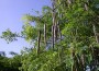 â€œTree of Lifeâ€ discovered in Sierra Leone