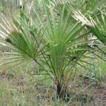 Palmetto Extract: Ineffective Prostate Cure