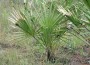 Palmetto Extract: Ineffective Prostate Cure