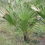 Saw Palmetto