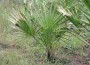 Saw Palmetto