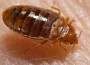 Triatoma Infestans Bugs plaguing South Americans