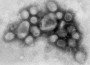 H5N1 Virus may Possibly Eradicate Massive Human Population