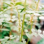 “Liquorice, the Wonder Herb” Awarded 2012 Medicinal Plant of the Year