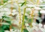 â€œLiquorice, the Wonder Herbâ€ Awarded 2012 Medicinal Plant of the Year