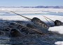 â€œUnicorns of the Seaâ€ Investigated by Scientists