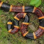 Texas Coral Snake’s Venom Proven Effective for Pain Medicines