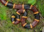 Texas Coral Snakeâ€™s Venom Proven Effective for Pain Medicines