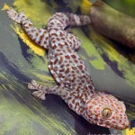 Tockay Gecko Claimed to Cure HIV, Illegal trade of heats up