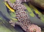 Tockay Gecko Claimed to Cure HIV, Illegal trade of heats up