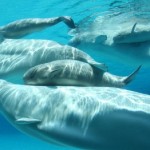 100 Beluga whales trapped in Russian Icelands