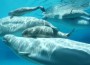 100 Beluga whales trapped in Russian Icelands