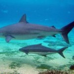 World’s first hybrid sharks Discovered in Australia