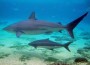 Worldâ€™s first hybrid sharks Discovered in Australia