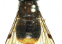 Discovered Insect Named after Singer Beyonce