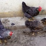 Chinese dies of Bird flu 