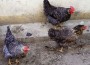 Chinese dies of Bird flu