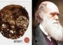 UK Scientists Find 'Lost' Darwin Fossils