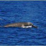 Rare Whale Caught on Camera for the First Time