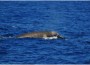 Rare Whale Caught on Camera for the First Time