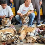 Tiger Carcasses Found in Bangkok’s Taxidermists’ Premises