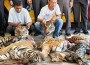 Tiger Carcasses Found in Bangkokâ€™s Taxidermistsâ€™ Premises