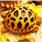 Indian Star Tortoises Sent Home