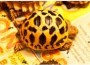 Indian Star Tortoises Sent Home