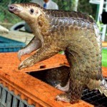 Pangolin Seizure Reveals Malaysia — Thailand Smuggling Route