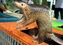 Pangolin Seizure Reveals Malaysia â€“ Thailand Smuggling Route